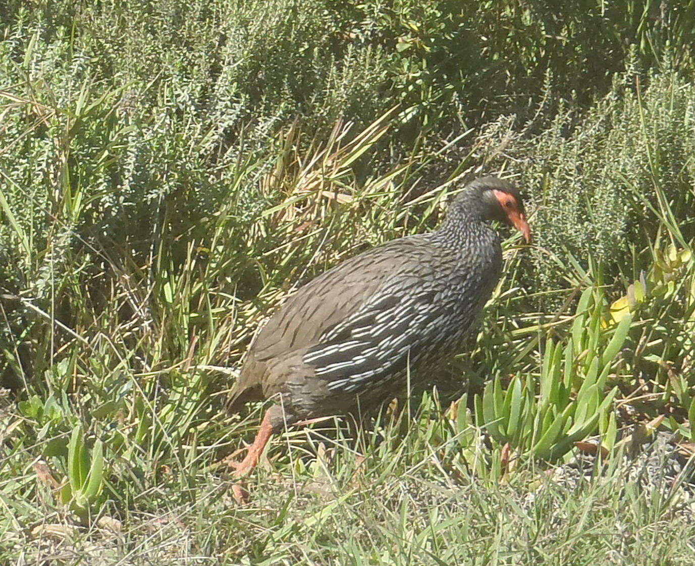 Image of Red-necked Francolin