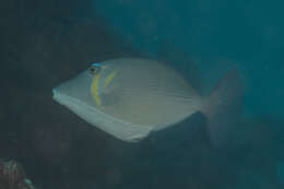 Image of Boomerang triggerfish