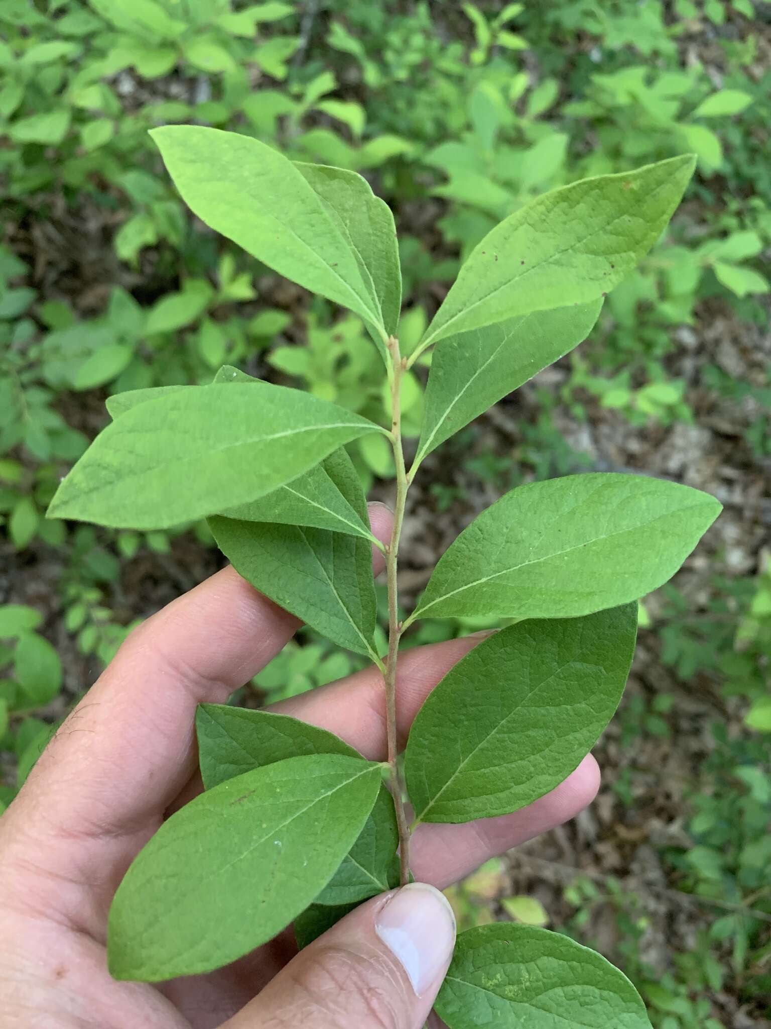 Image of blue huckleberry