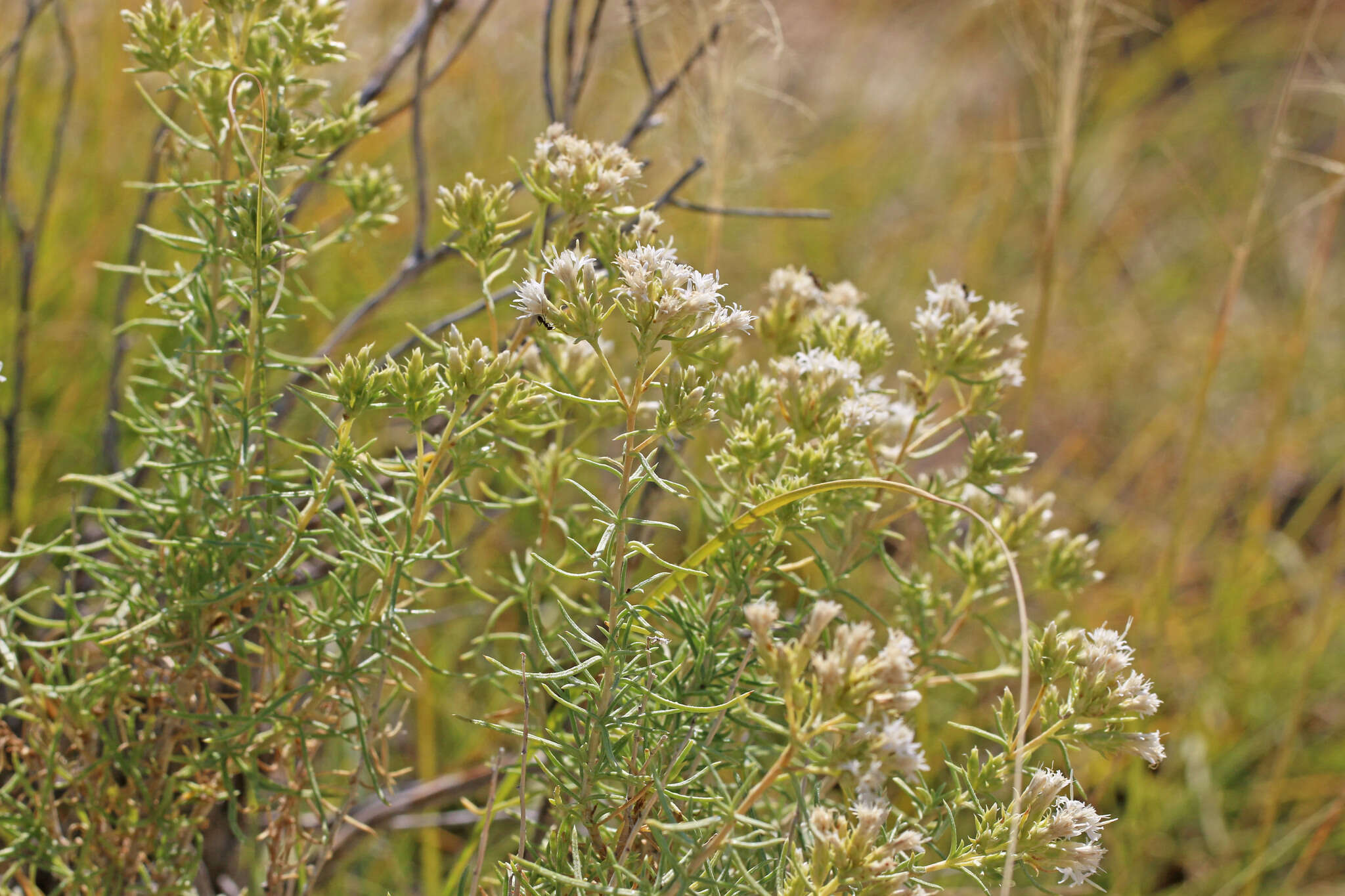 Imagem de Ericameria albida (M. E. Jones ex A. Gray) L. C. Anderson