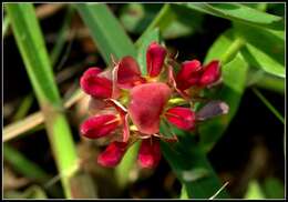 Image of red moneywort