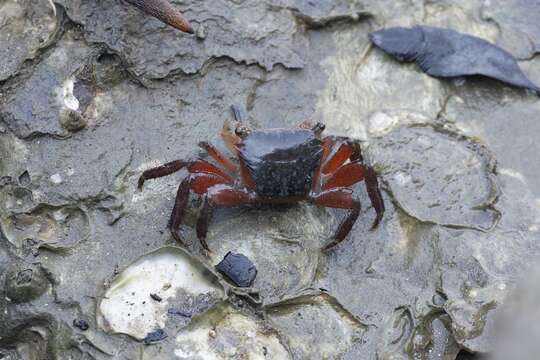 Metopograpsus latifrons (White 1847) resmi