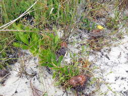 Image de Leucospermum hypophyllocarpodendron subsp. hypophyllocarpodendron