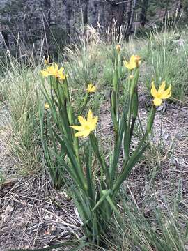 Image of Arizona blue-eyed grass