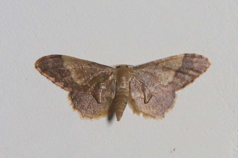 Image of Idaea violacea Hampson 1891