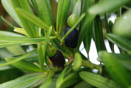 Image of Podocarpus costalis C. Presl