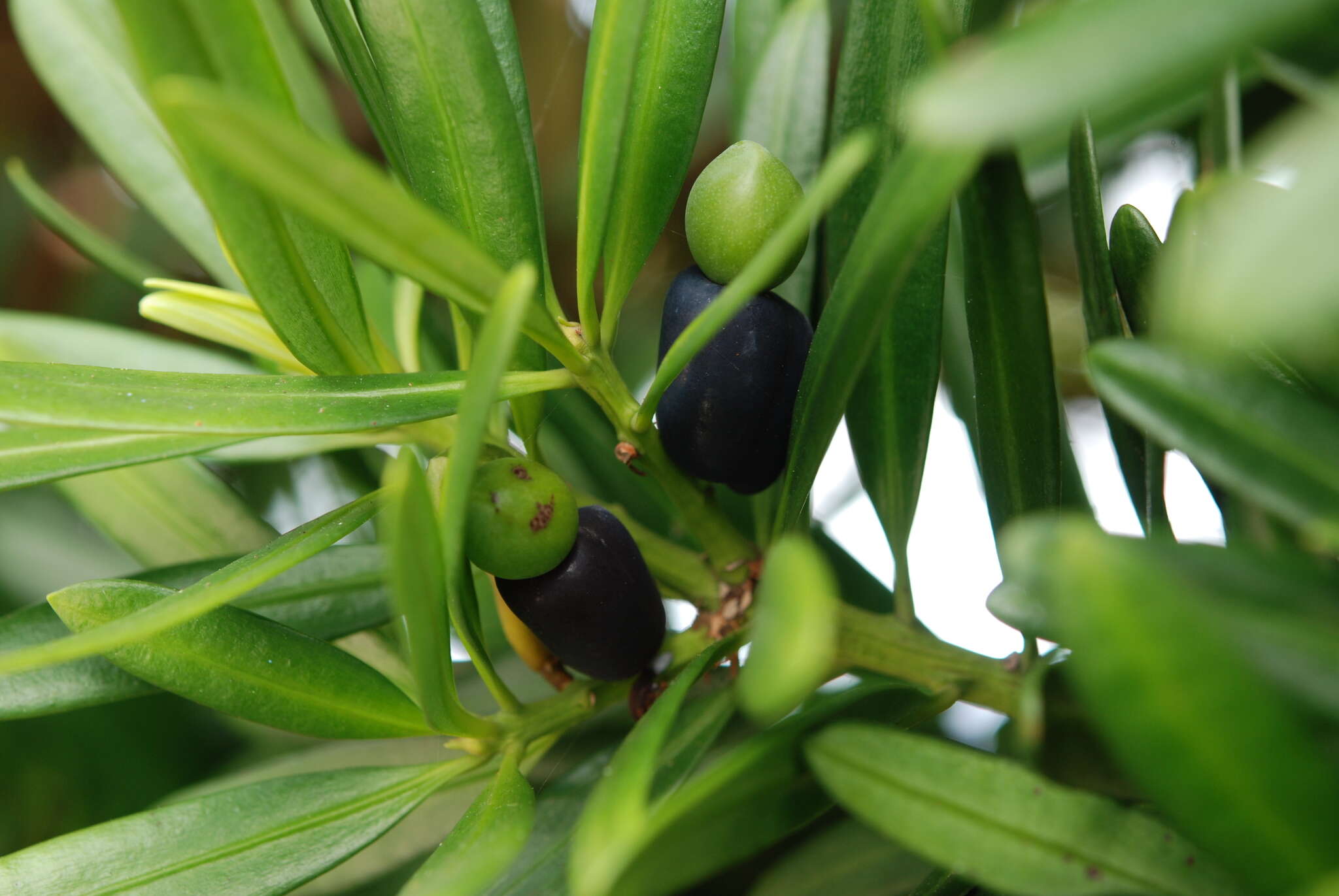 Image of Podocarpus costalis C. Presl