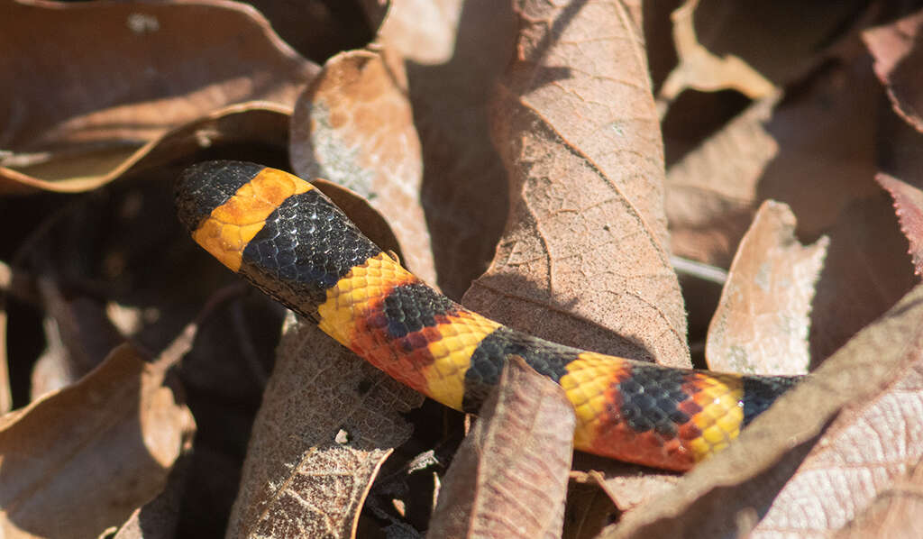 Image of Oaxacan Coral Snake