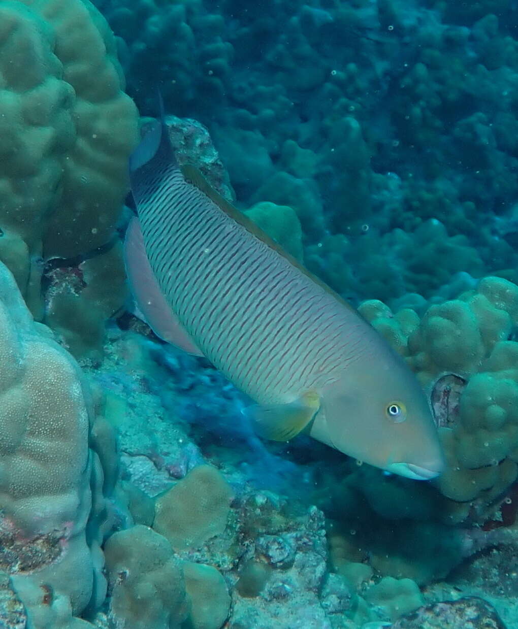 Image of Ballieu's wrasse