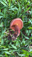 Image of Boletus carminiporus Bessette, Both & Dunaway 1998