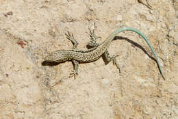 Image of Anatolian Lizard