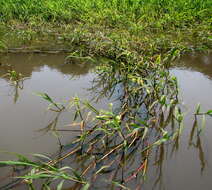 Image of Antelope Grass