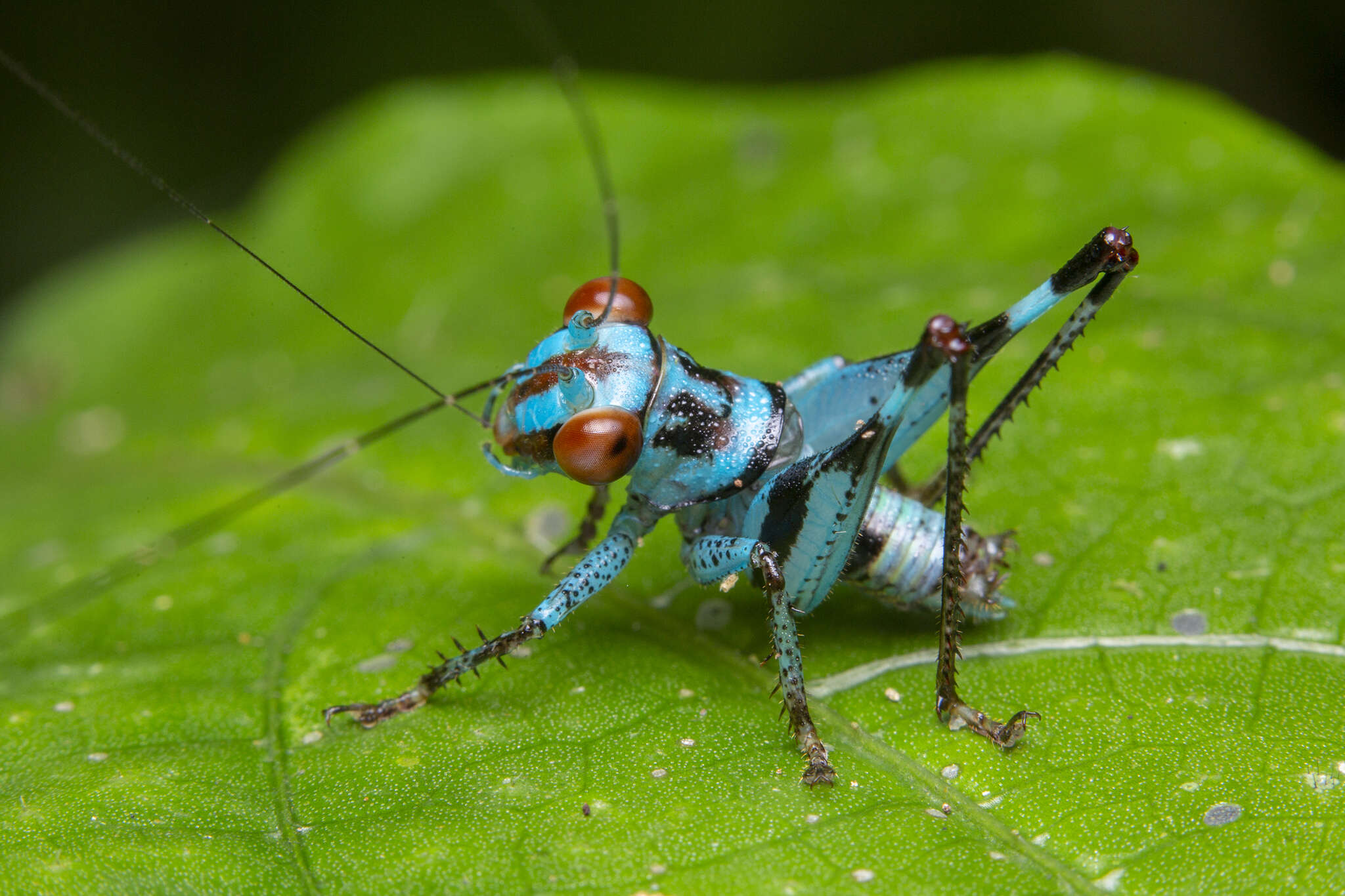 Image of Lipotactes vietnamicus Gorochov 1993