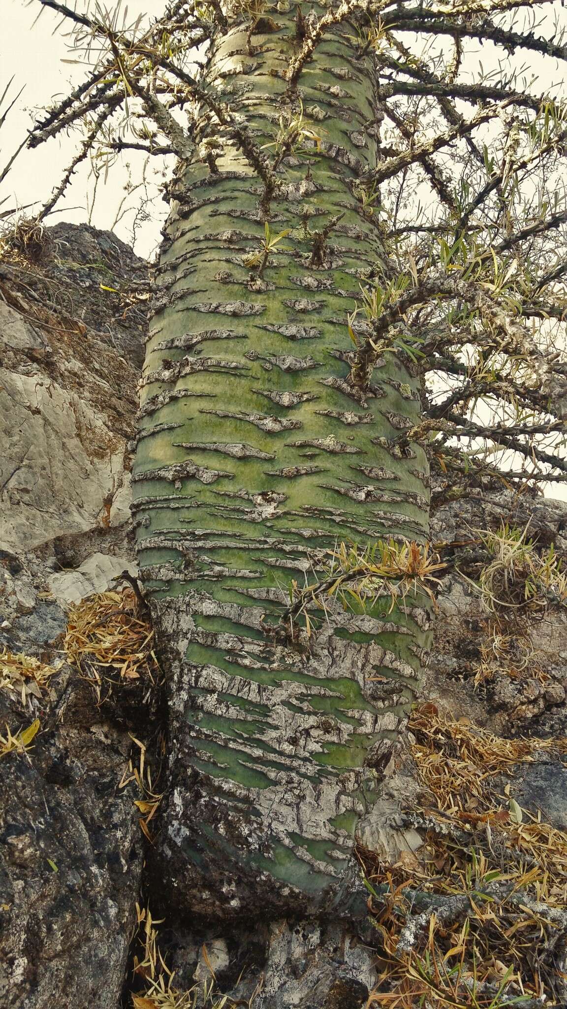 Imagem de Fouquieria purpusii T. S. Brandegee