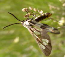 Sivun Ceryx anthraciformis Wallengren 1860 kuva