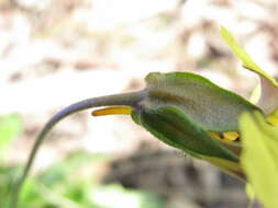 Image of Goodenia paradoxa