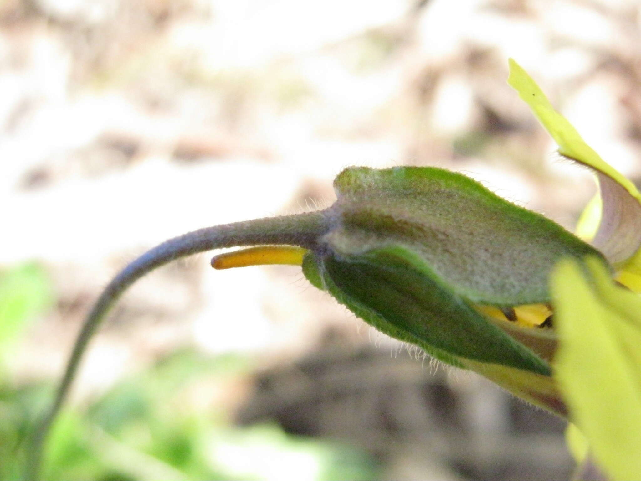 Image of Goodenia paradoxa