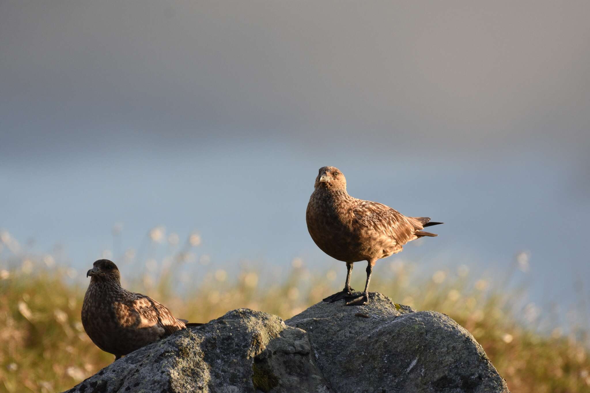 Plancia ëd Stercorarius skua (Brünnich 1764)