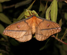 Image of Opodiphthera astrophela Walker 1855