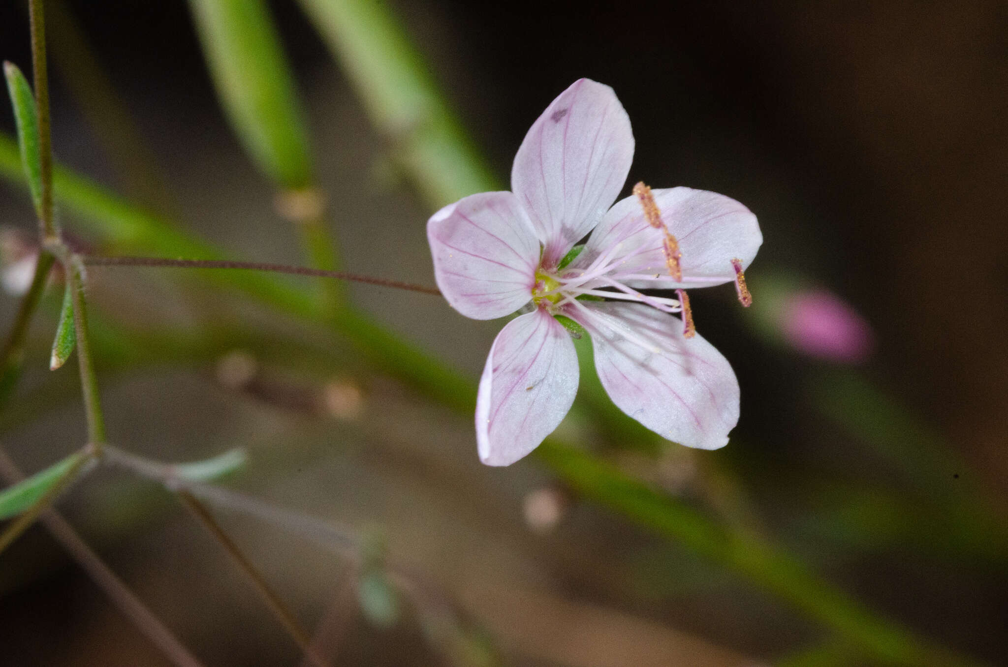 Image of smallflower dwarf-flax