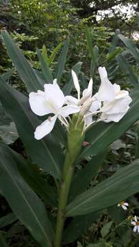 Image of white garland-lily