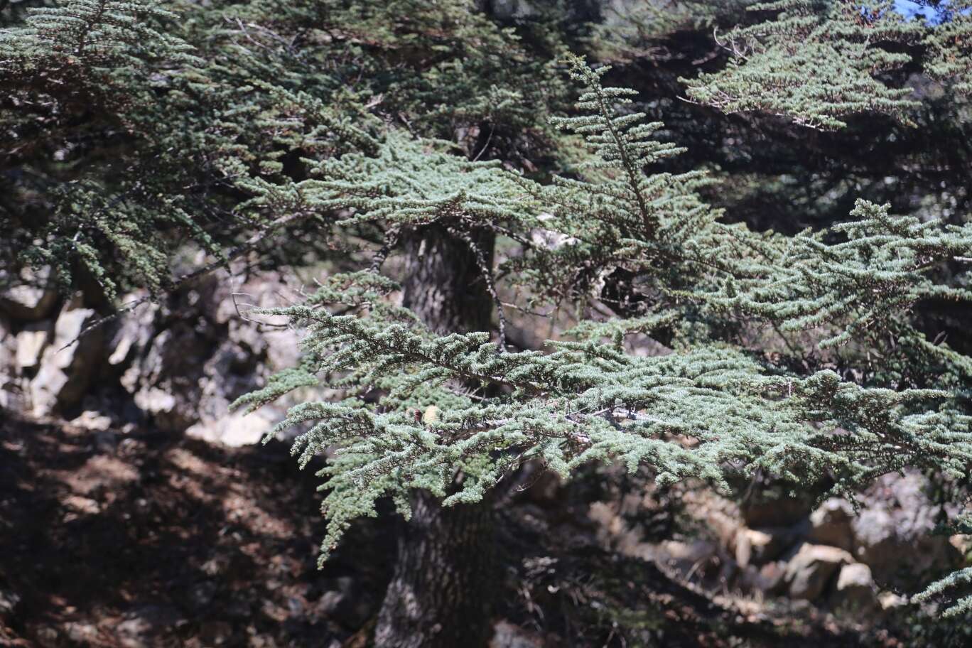 Слика од Cedrus libani var. brevifolia Hook. fil.