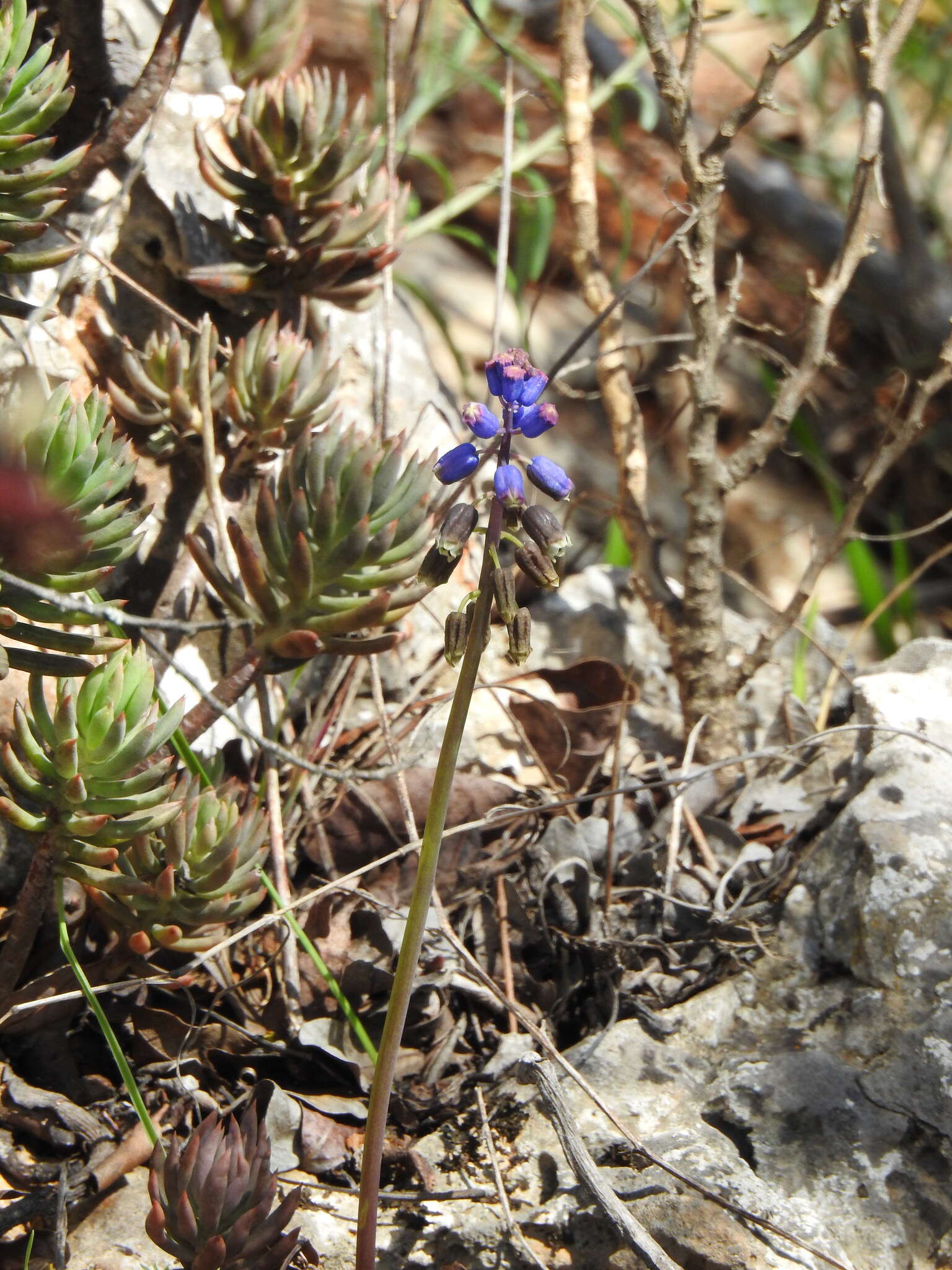 Image of Bellevalia dubia subsp. hackelii (Freyn) Feinbrun