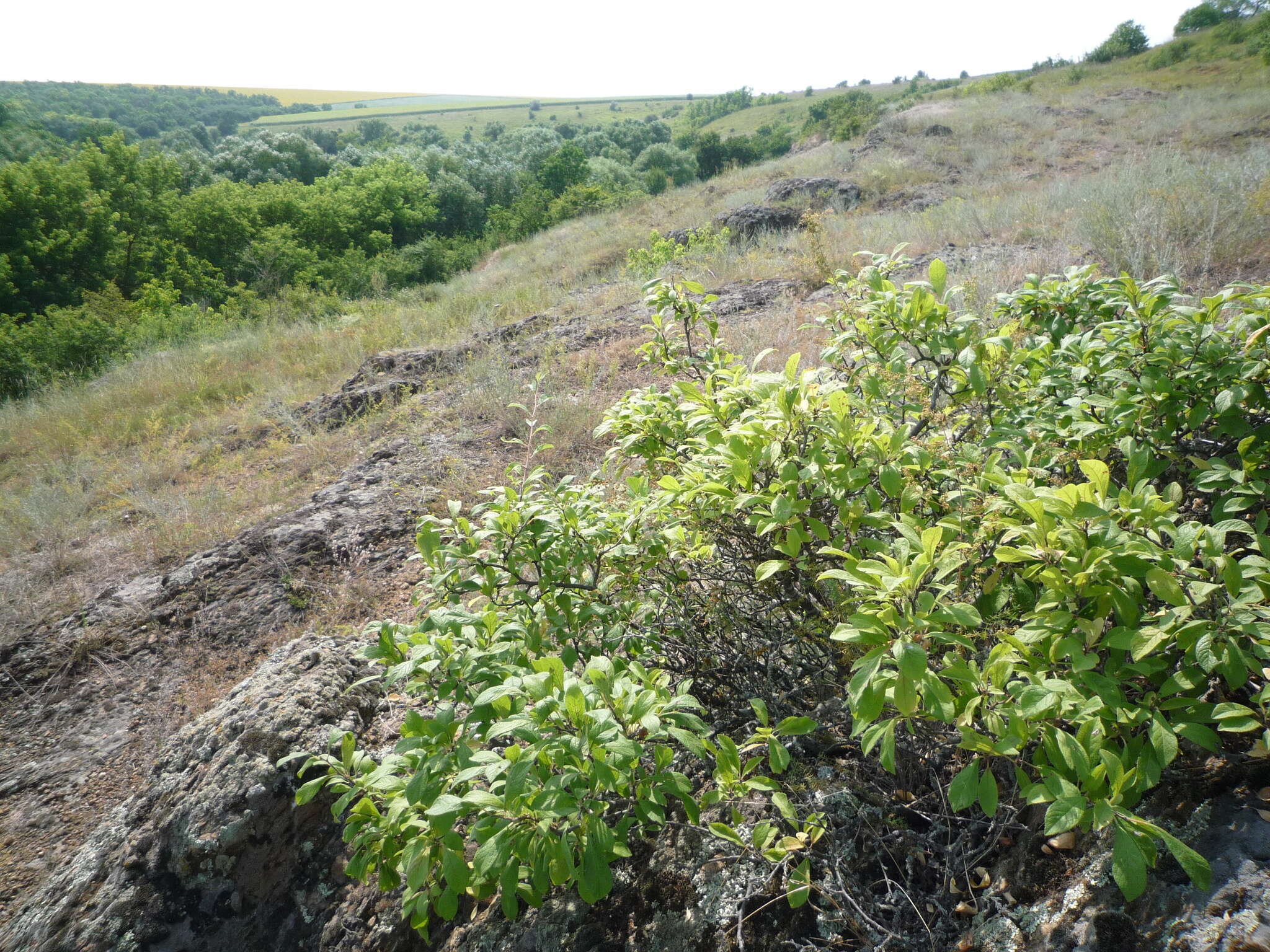 Image of Prunus spinosa subsp. dasyphylla (Schur) Domin