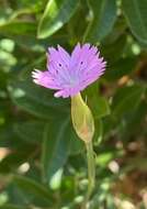 Imagem de Dianthus tripunctatus Sm.