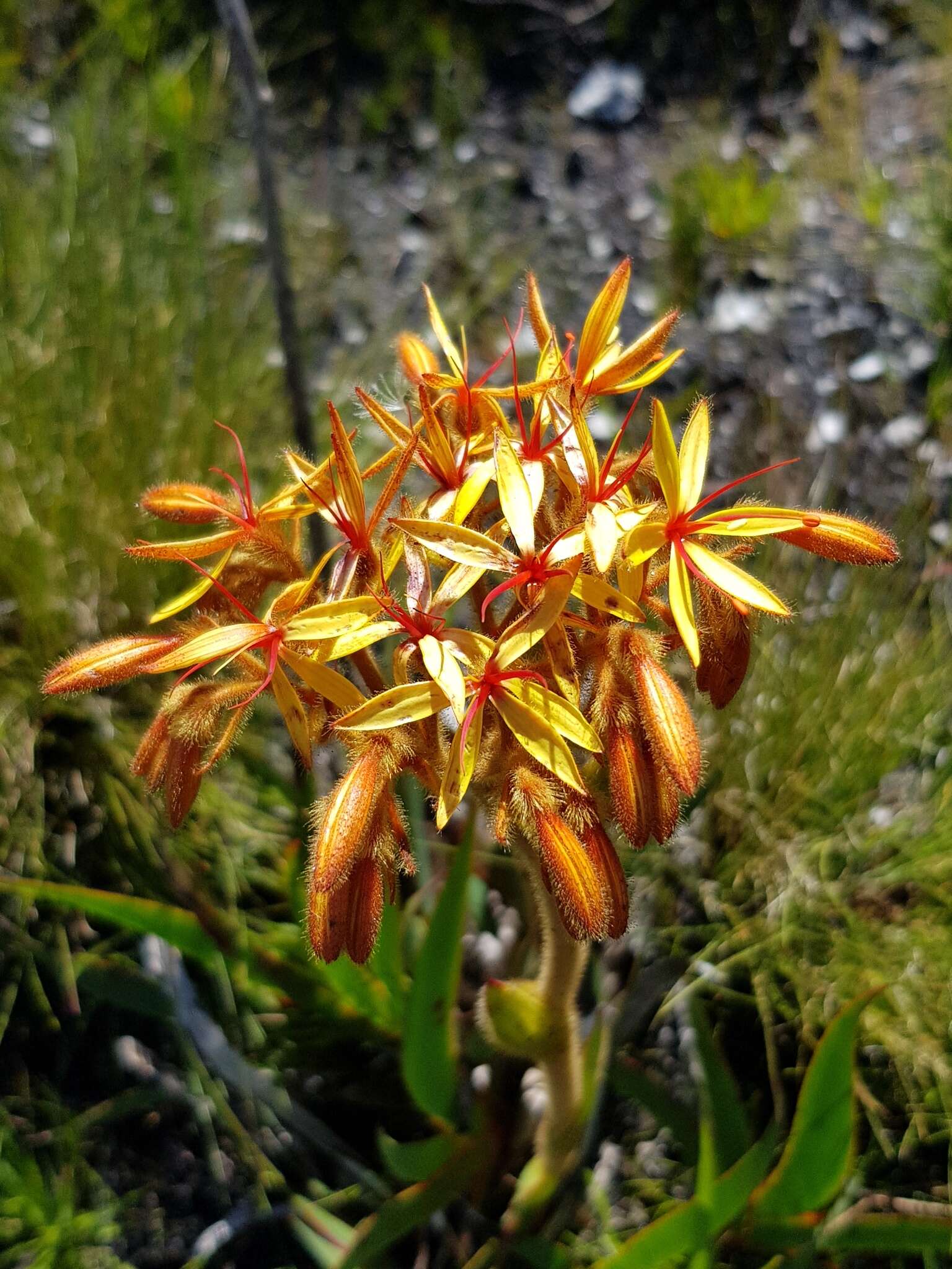 Image of Dilatris viscosa L. fil.