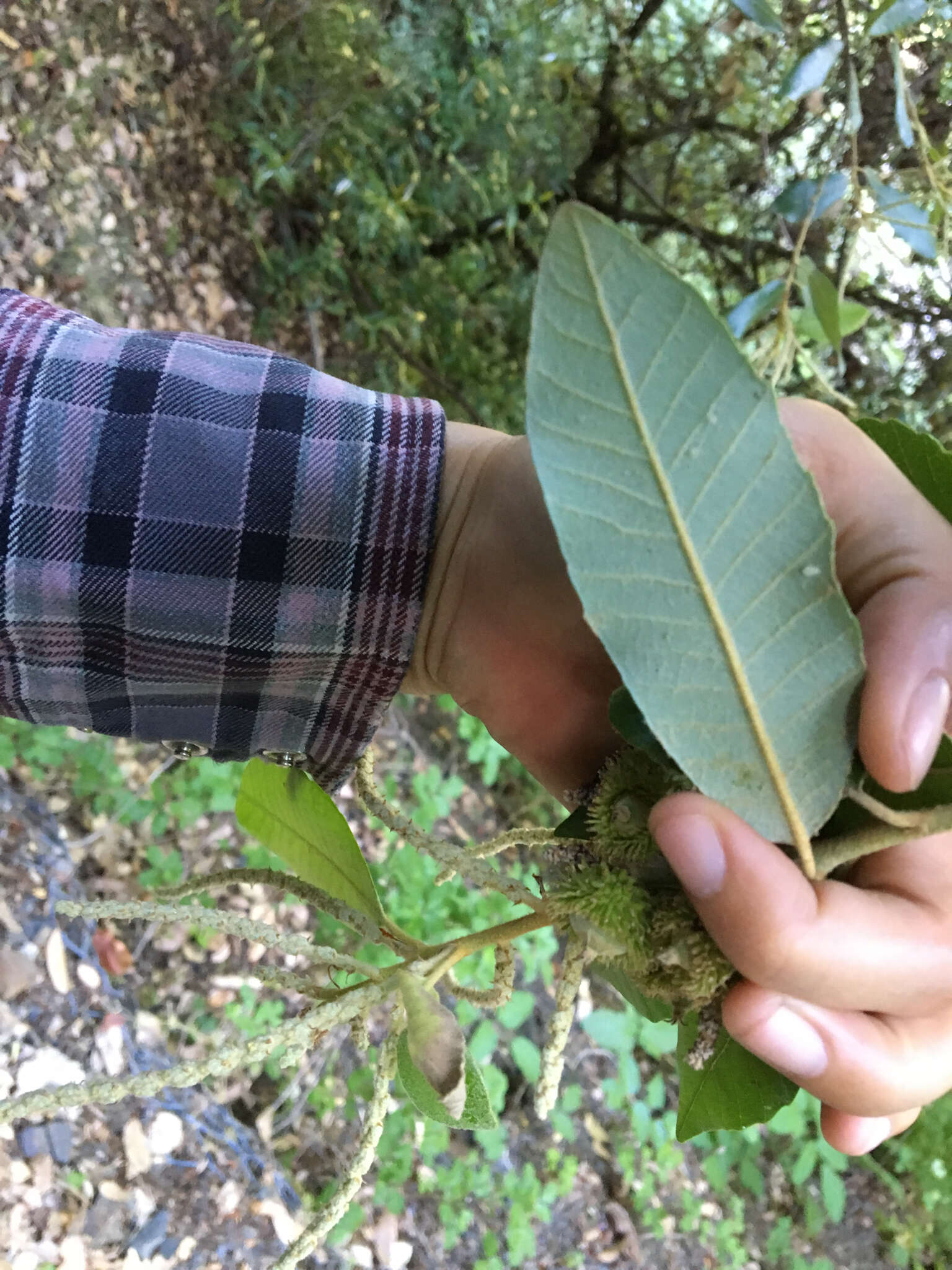 Notholithocarpus densiflorus var. densiflorus的圖片