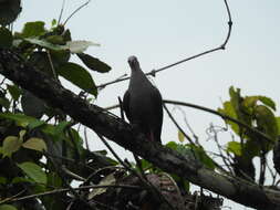 Image of Dusky Pigeon