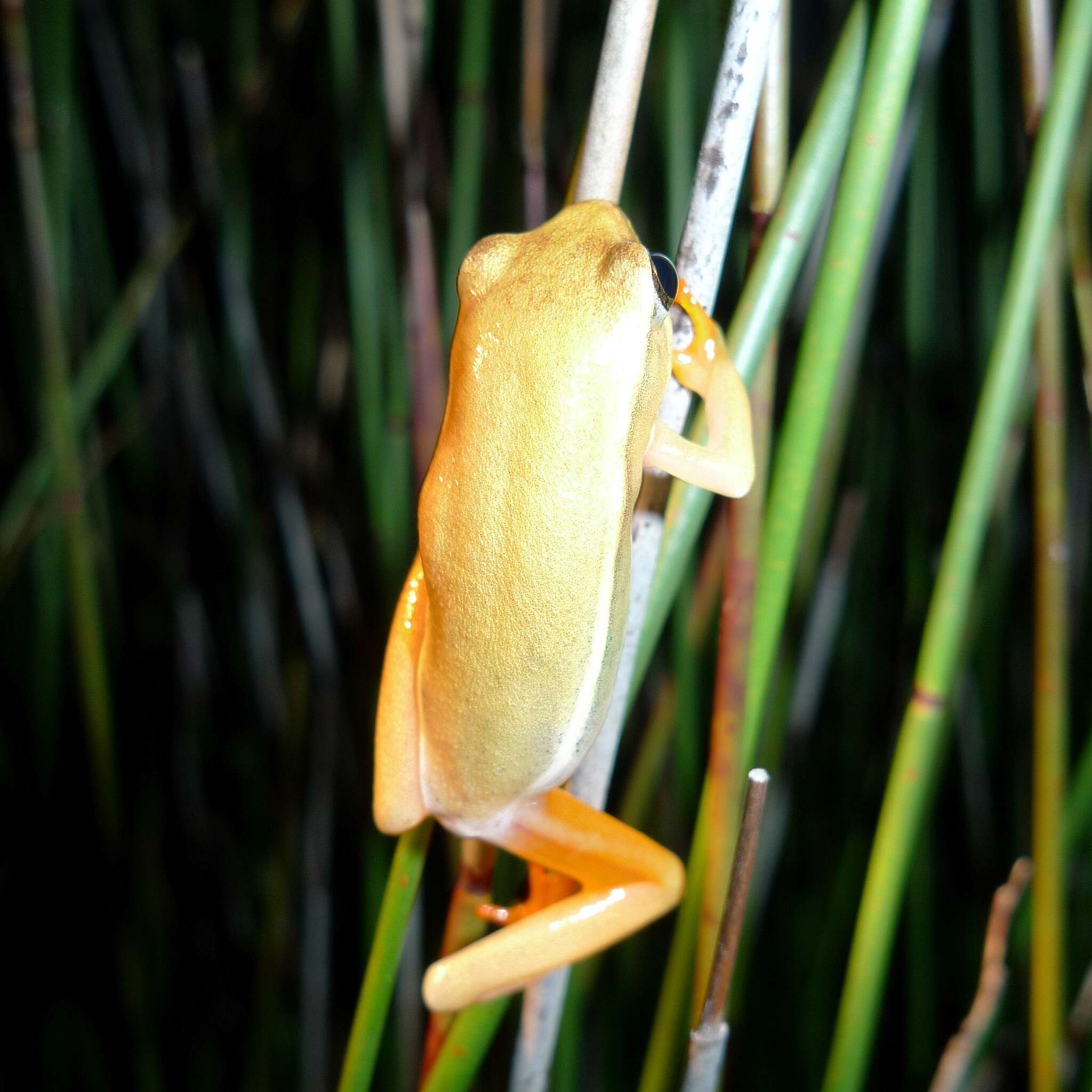 Image of Arum lily frog