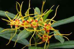 Image de Strophanthus speciosus (Ward & Harv.) Reber