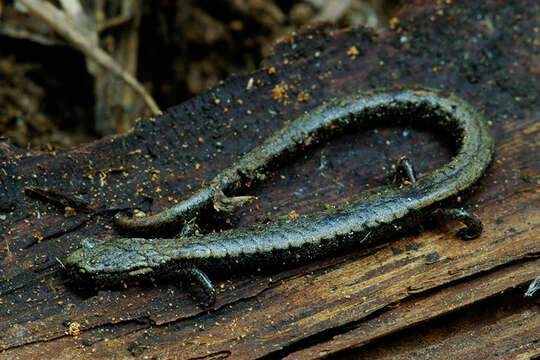 Image of Greenhorn Mountains Slender Salamander