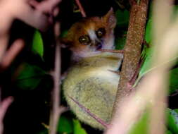 Image of Peters’ Mouse Lemur