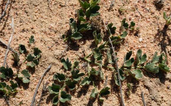 Kedrostis psammophila P. Bruyns resmi