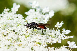 Image of Chalcosyrphus piger (Fabricius 1794)