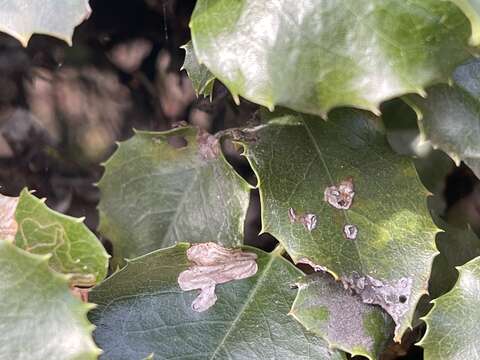 Image of Stigmella braunella (Jones 1933) Wilkinson et al. 1979