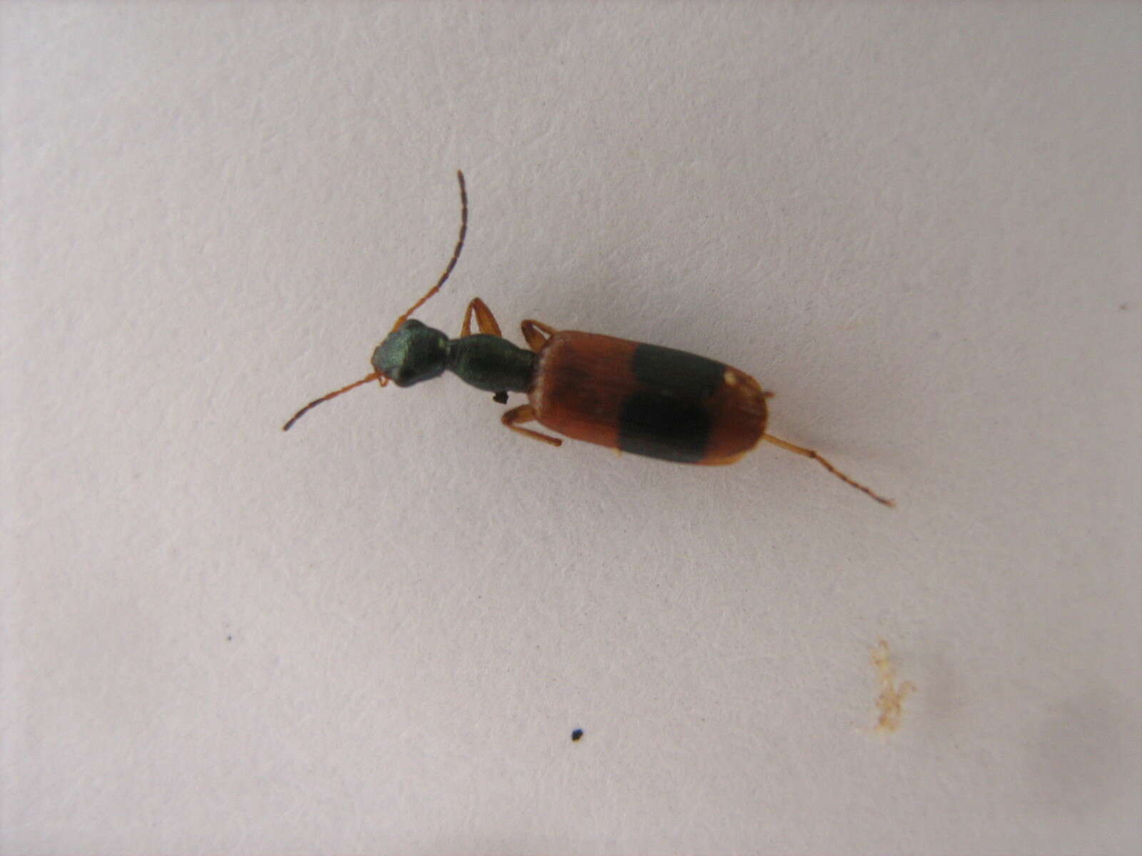 Archicolliuris fasciata (La Ferté-Sénectère 1849) resmi