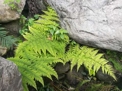 Image of Amauropelta concinna (Willd.) Pic. Serm.