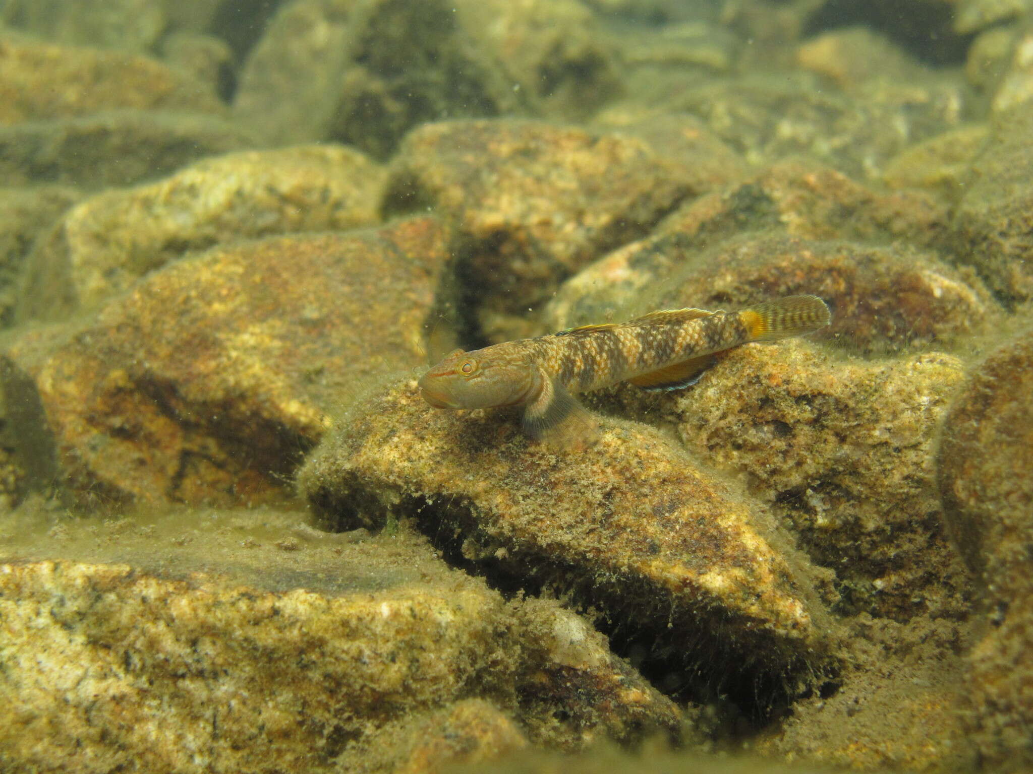 Image of Rhinogobius leavelli (Herre 1935)