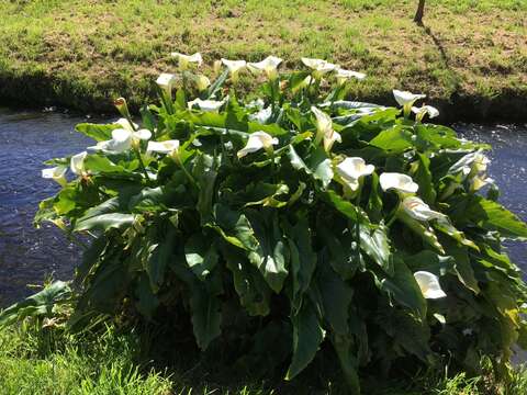 Image of calla lily