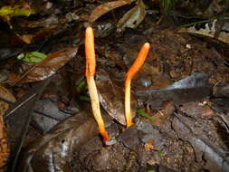 Image of Ophiocordyceps melolonthae (Tul. & C. Tul.) G. H. Sung, J. M. Sung, Hywel-Jones & Spatafora 2007