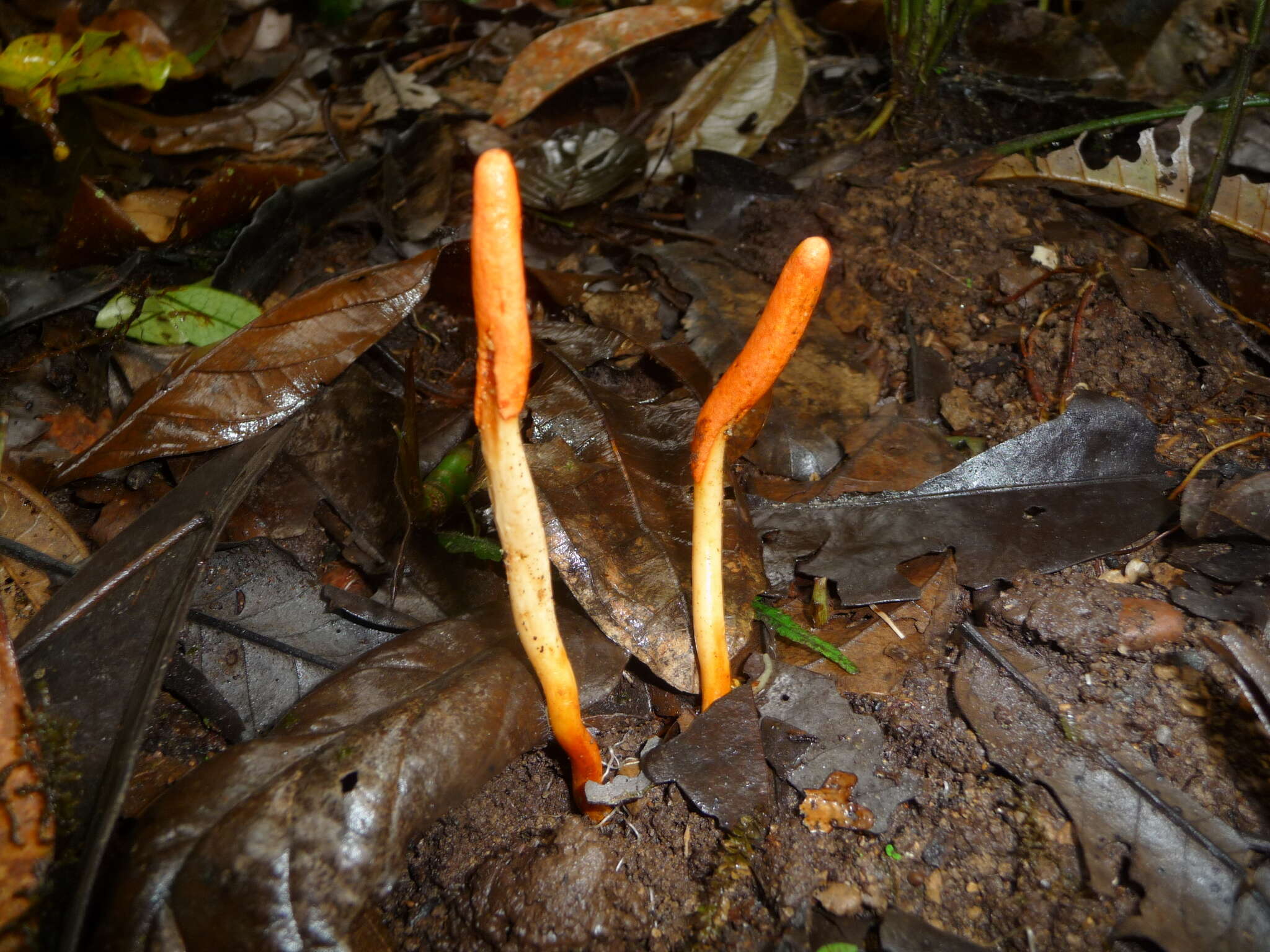 Plancia ëd Ophiocordyceps melolonthae (Tul. & C. Tul.) G. H. Sung, J. M. Sung, Hywel-Jones & Spatafora 2007