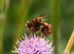 Image of Sicus ferrugineus (Linnaeus 1761)