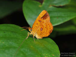 Image of Tetragonus lycaenoides (Felder, C., Felder & R. 1874)