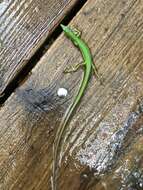 Image of Green grass lizard
