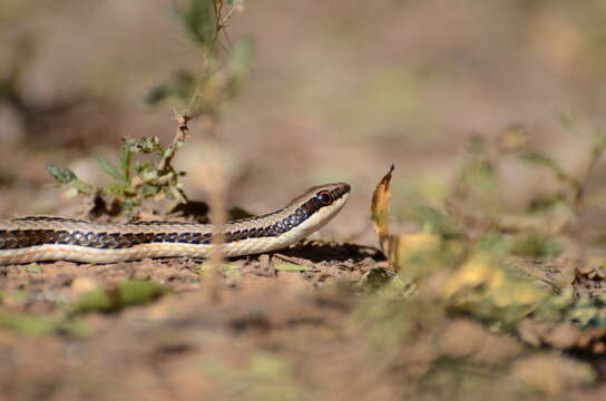 Image of Psammophylax tritaeniatus (Günther 1868)