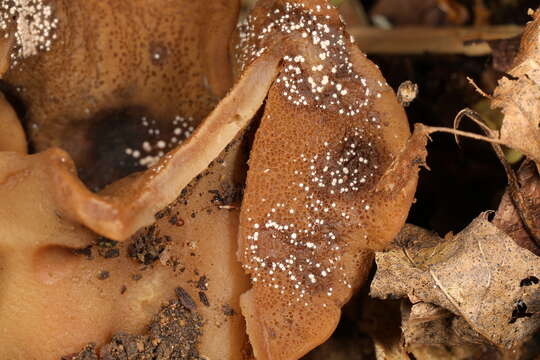 Volutella ciliata (Alb. & Schwein.) Fr. 1832 resmi